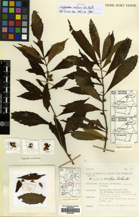 Cyrtandra uniflora image