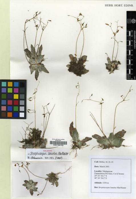 Streptocarpus lanatus image