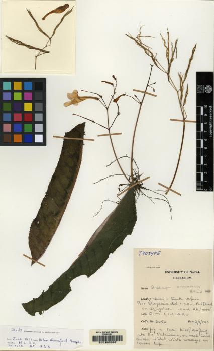 Streptocarpus porphyrostachys image