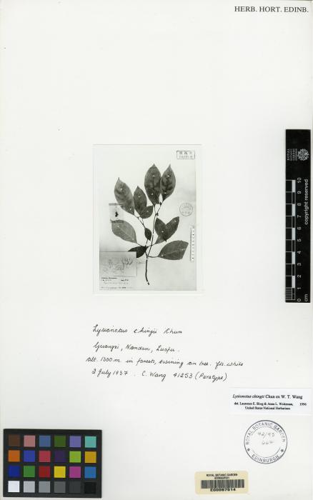 Lysionotus chingii image