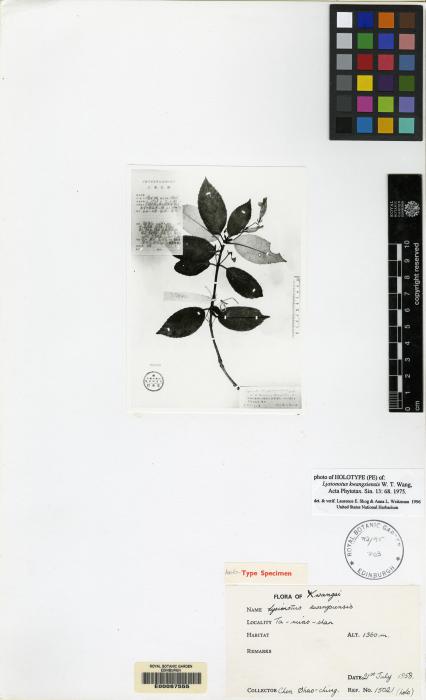 Lysionotus kwangsiensis image