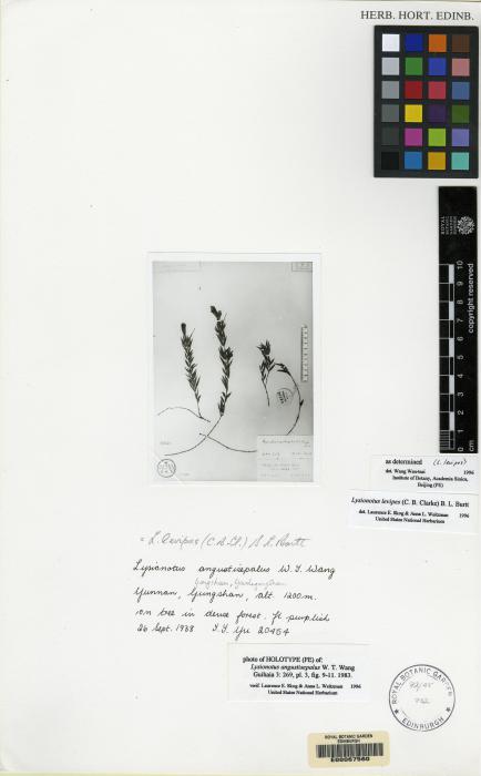 Lysionotus levipes image