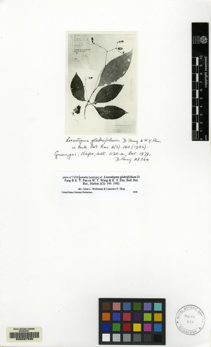 Loxostigma glabrifolium image