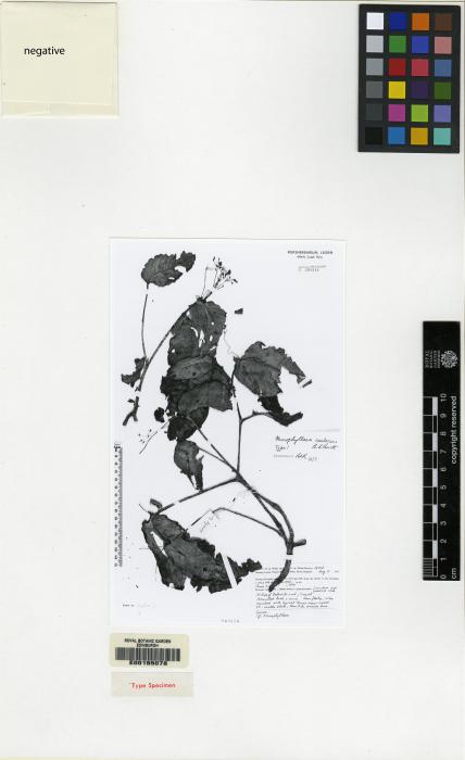 Monophyllaea caulescens image