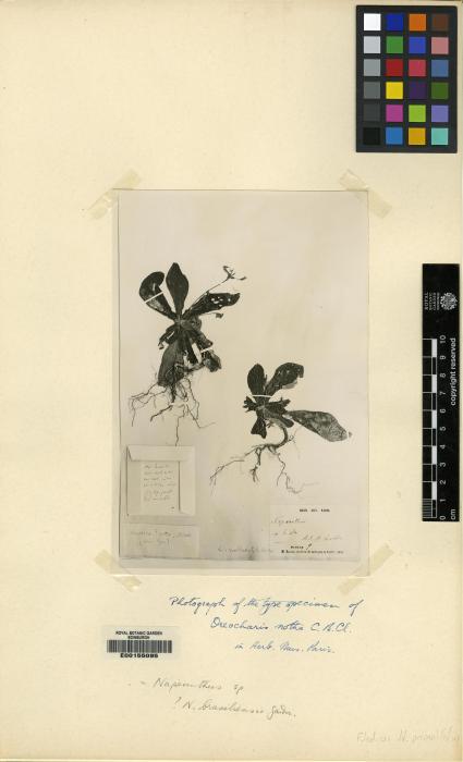 Napeanthus primulifolius image