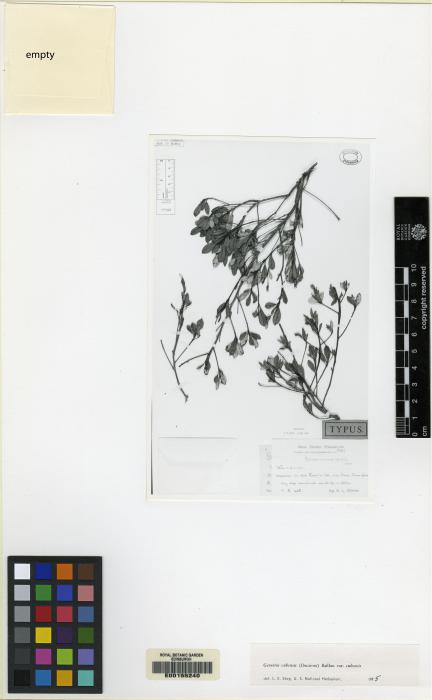 Gesneria cubensis image