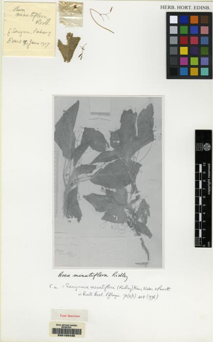 Senyumia minutiflora image