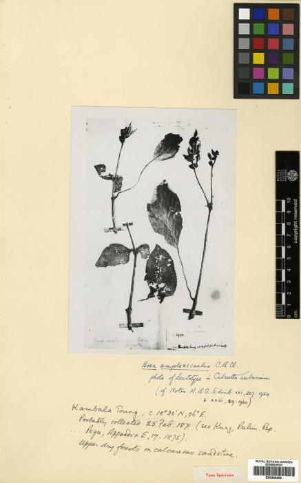 Trisepalum image