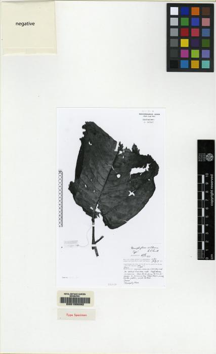 Monophyllaea image