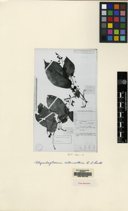 Rhynchoglossum medusothrix image
