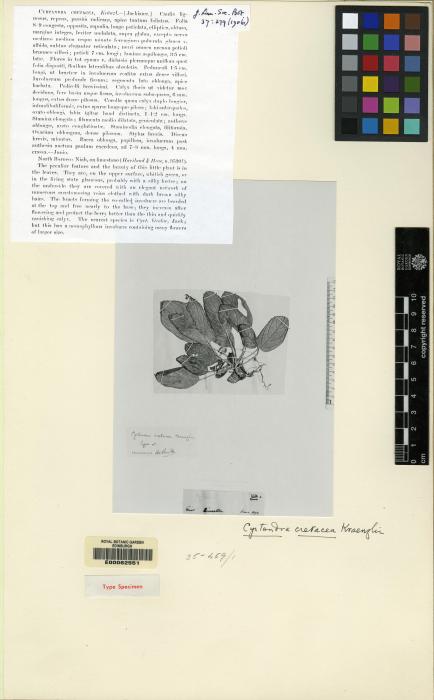 Cyrtandra cretacea image