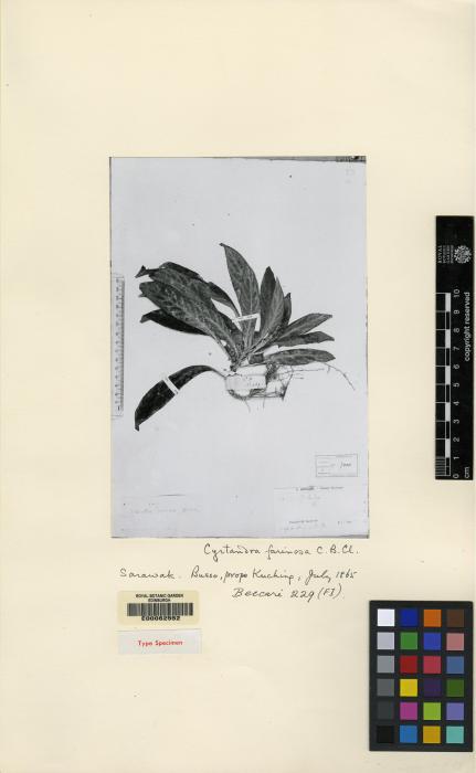 Cyrtandra farinosa image