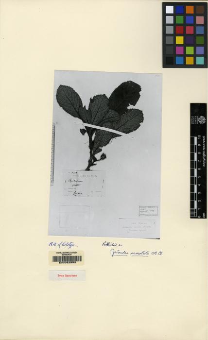 Cyrtandra urceolata image