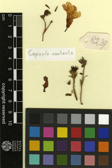 Cyrtandra calciphila image