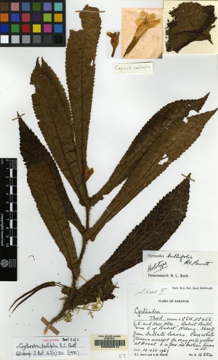 Cyrtandra bullifolia image