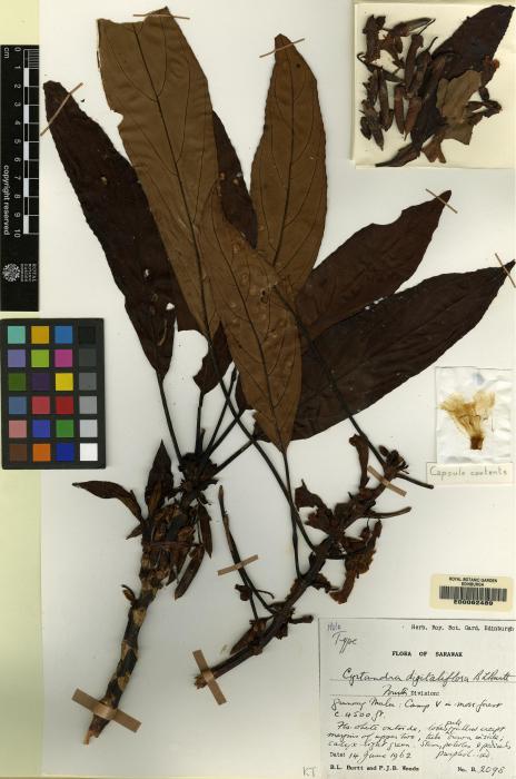 Cyrtandra digitaliflora image