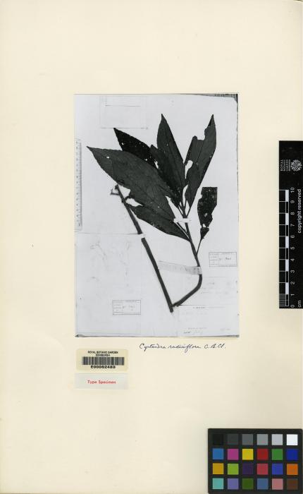 Cyrtandra radiciflora image