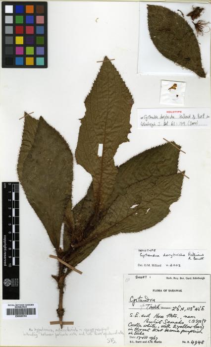 Cyrtandra dorytricha image