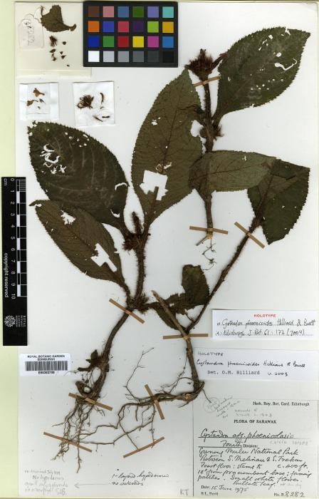 Cyrtandra phoenicoides image