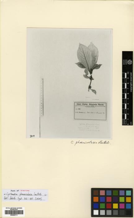 Cyrtandra phoenicolasia image