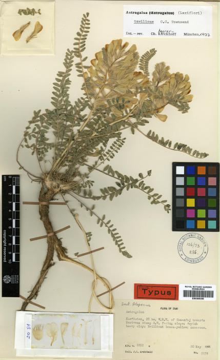 Astragalus tawilicus image