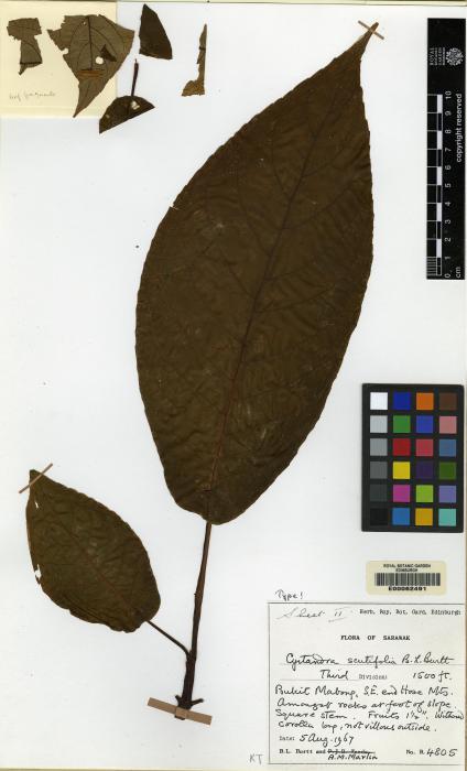 Cyrtandra scutifolia image