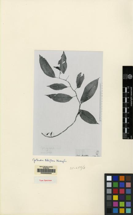 Cyrtandra tubiflora image