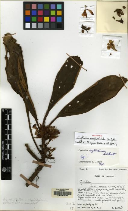 Cyrtandra erythrotricha image