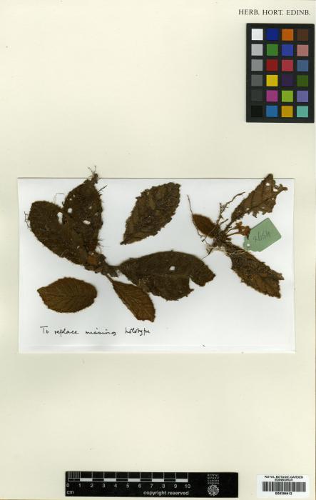 Cyrtandra andersonii image