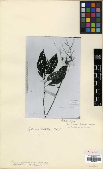 Cyrtandra basiflora image