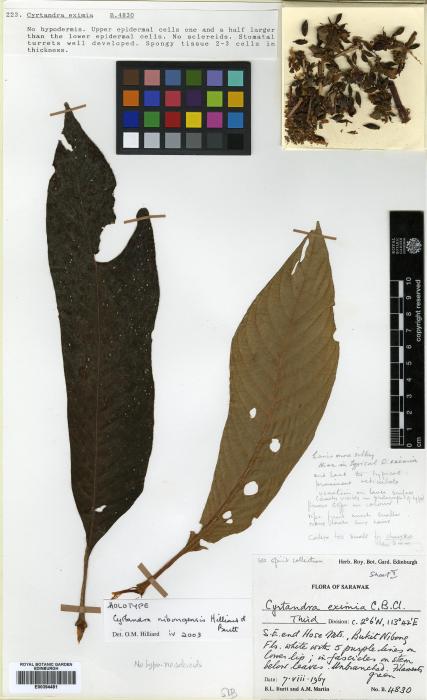Cyrtandra nibongensis image
