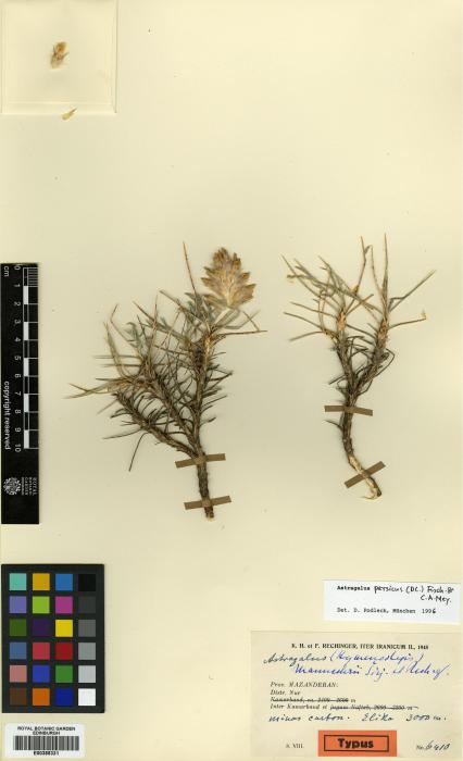 Astragalus persicus image