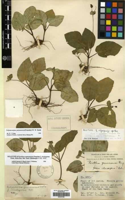 Didymocarpus yunnanensis image
