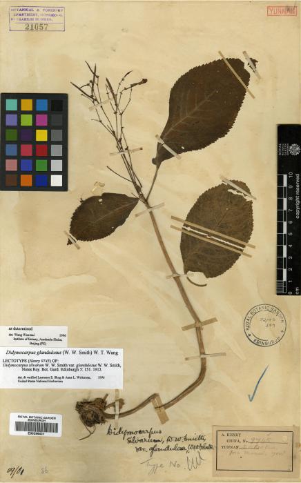 Didymocarpus glandulosus image