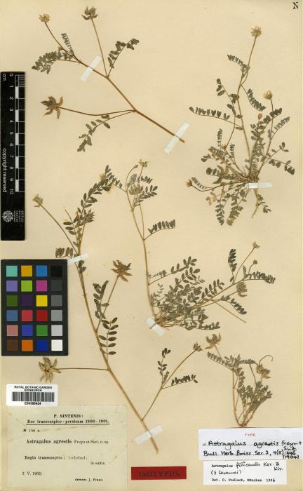 Astragalus filicaulis image