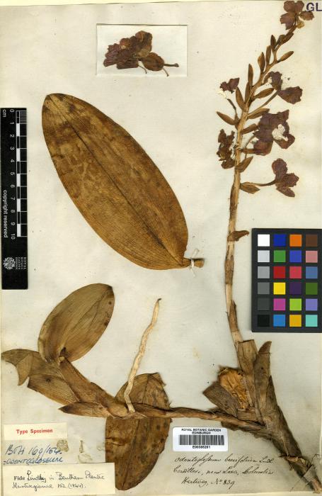 Otoglossum brevifolium image