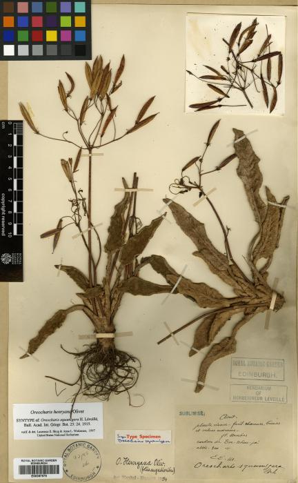 Oreocharis henryana image