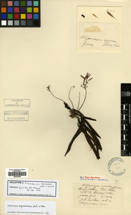 Didymocarpus nigrescens image