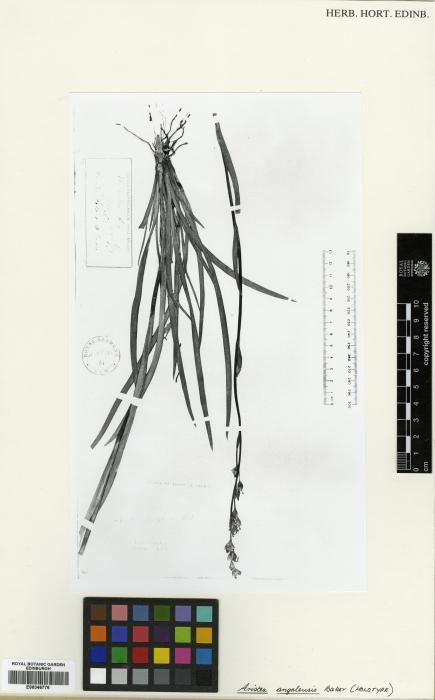 Aristea angolensis image