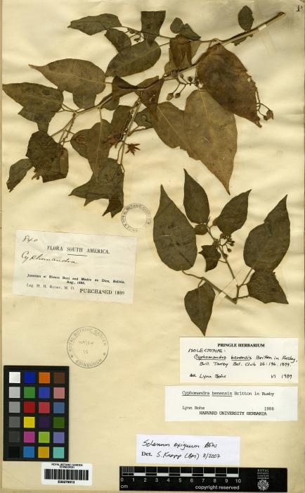 Solanum exiguum image