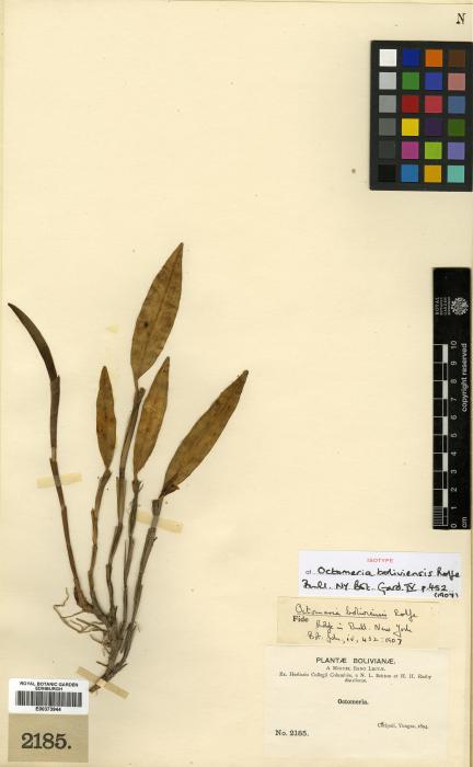 Octomeria grandiflora image