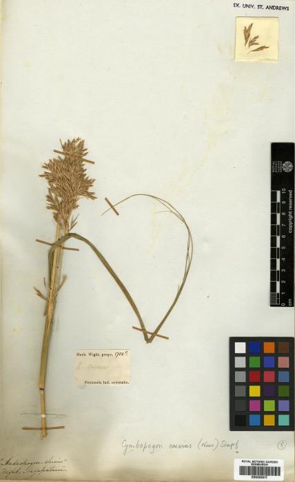 Cymbopogon caesius image