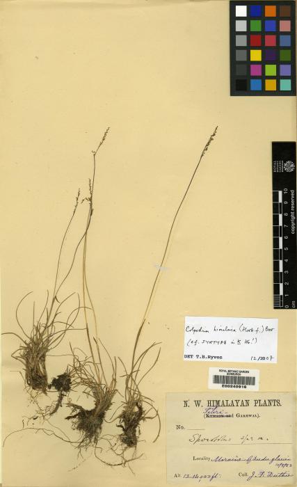 Catabrosella himalaica image