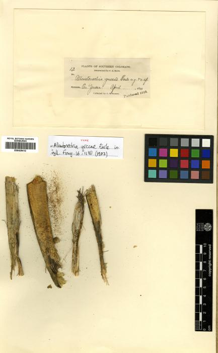 Allantonectria yuccae image