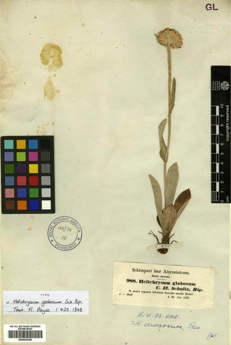 Helichrysum globosum image