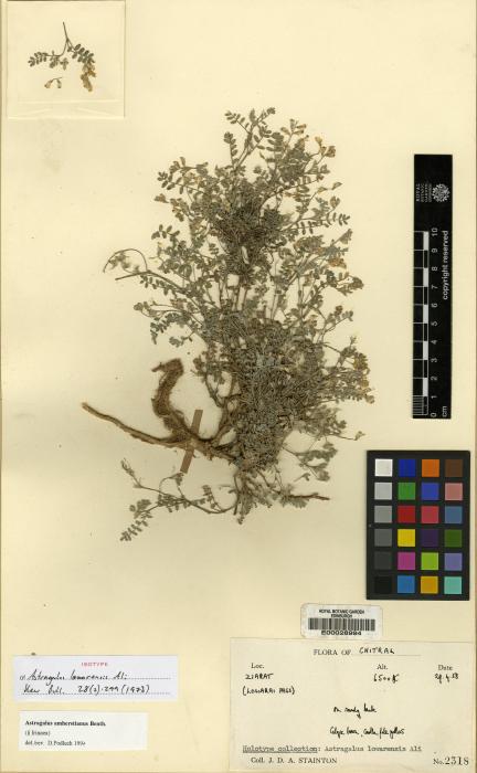 Astragalus amherstianus image