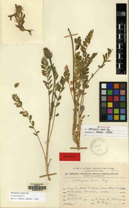 Astragalus sarae image