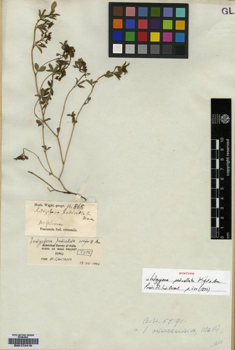 Indigofera trifoliata image
