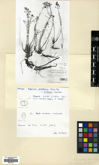 Hypericum olivieri image