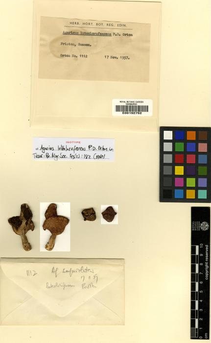 Agaricus lanipes image